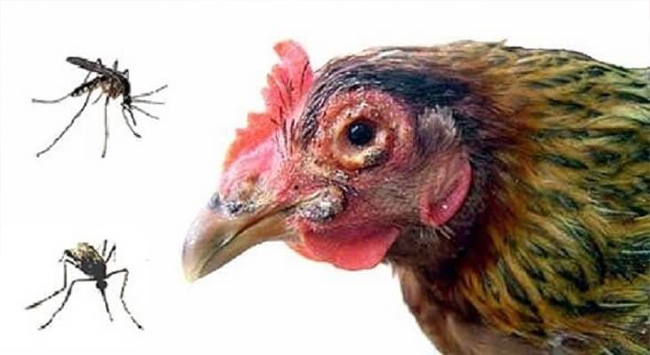 Tổng hợp các bệnh thường gặp ở gà chọi nguy hiểm nhất 8 Bệnh do thiếu khoáng cũng là một trong các bệnh thường gặp ở gà chọi