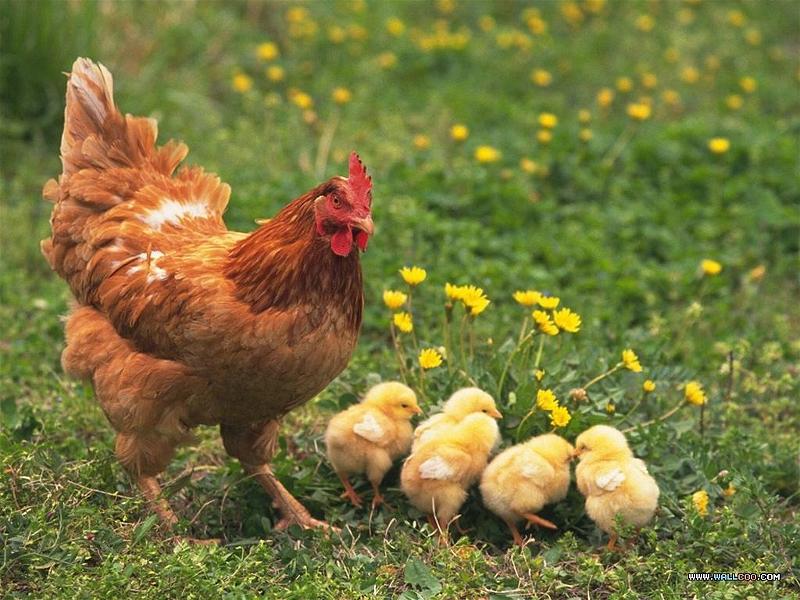 Giải đáp thắc mắc: Hiện tượng gà mái gáy là dấu hiệu gì? 9 Cách ngăn chặn hiện tượng gà mái gáy thế nào?