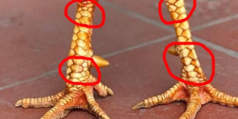 Bật mí top các vảy gà tài và quý hiếm nhất hiện nay 6 Chiến kê sở hữu vảy gà tài sẽ luôn được nhiều người săn lùng