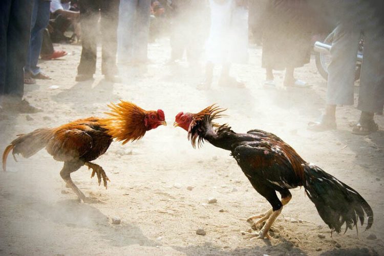 Khám phá những bí mật chưa từng được tiết lộ về đá gà 88 7 Các trận đấu phổ biến trong Đá gà 88