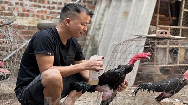 Hướng dẫn cách nuôi gà chọi thành chiến kê siêu mạnh mẽ 7 Cách nuôi gà chọi thành chiến kê đặc biệt chú trọng về chế độ luyện tập