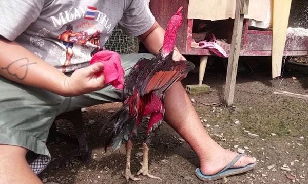Hướng dẫn cách nuôi gà chọi thành chiến kê siêu mạnh mẽ 8 Cách nuôi gà chọi không thể bỏ qua chế độ chăm sóc