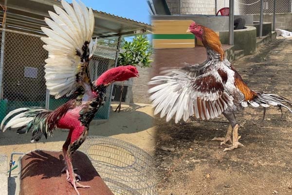 Hướng dẫn cách nuôi gà chọi thành chiến kê siêu mạnh mẽ 9 Dọn dẹp và giữ chuồng trại nuôi gà chọi sạch sẽ