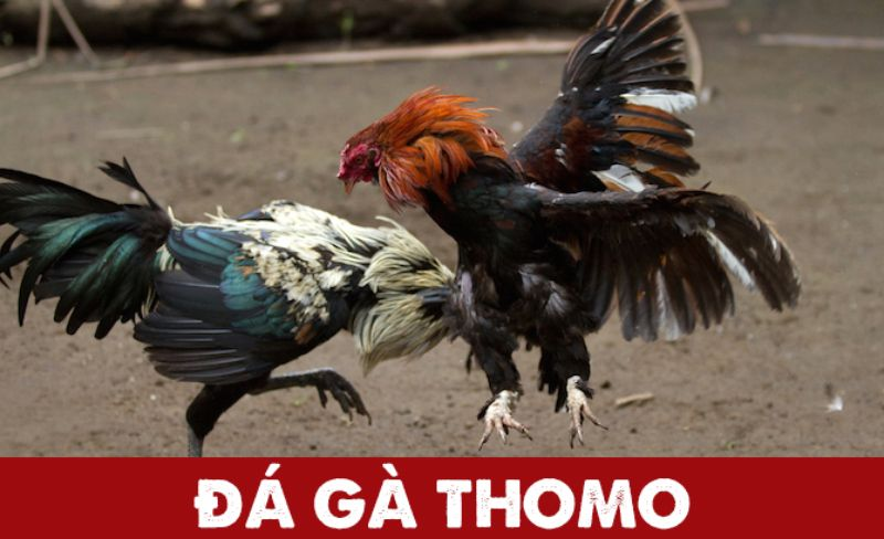 Đá gà Thomo và những bí mật khi tham gia 6 Đá gà Thomo hôm nay tại SV66 là gì?