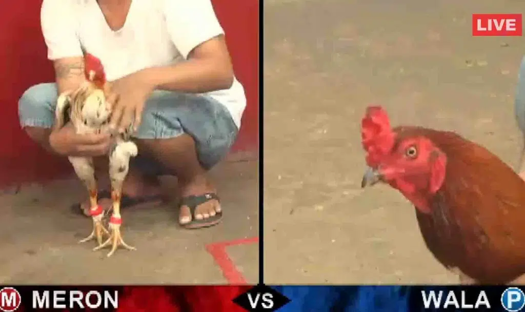 Đá gà Thomo và những bí mật khi tham gia 8 Luật chơi trực tiếp đá gà Thomo hôm nay và chạng gà